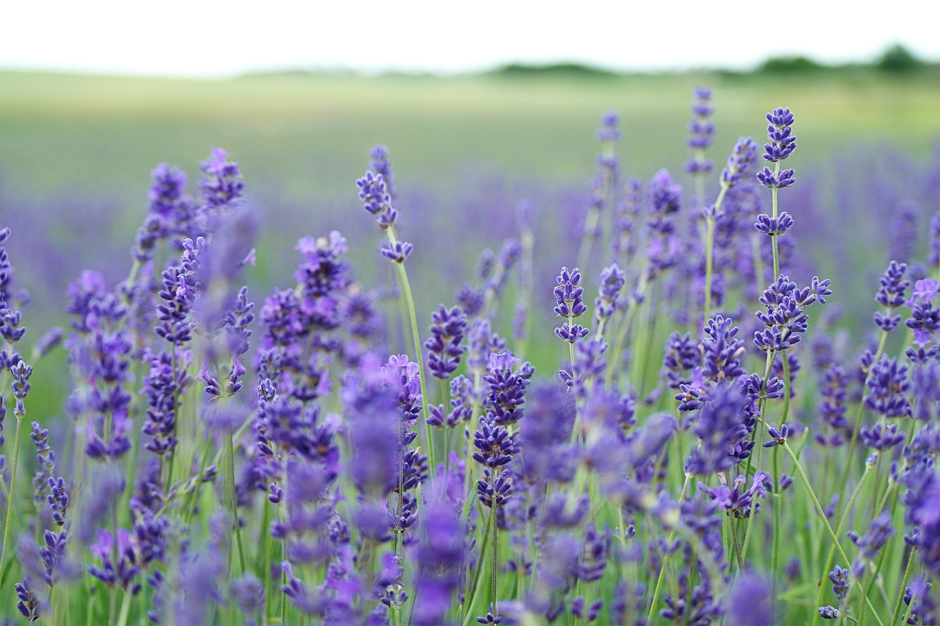 lavanda-colour-play